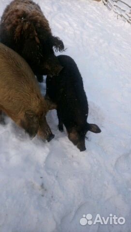 Продам поросят, свиноматок мангалицы Продам поросят, свиноматок мангалицы