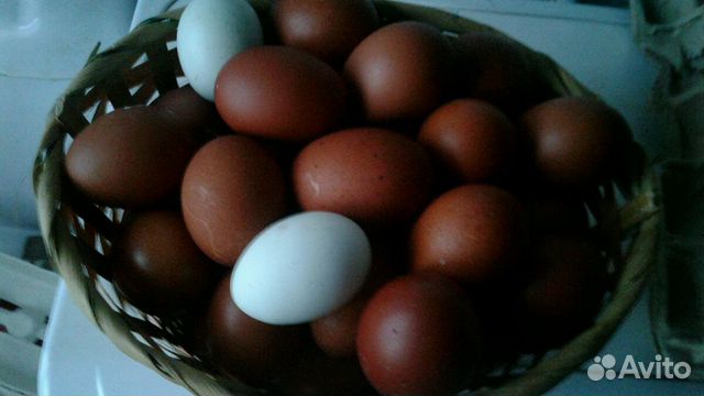 Инкубационное яйцо породной птицы купить на Зозу.ру - фотография № 6