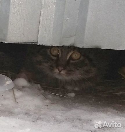 Сибирский кот купить на Зозу.ру - фотография № 2