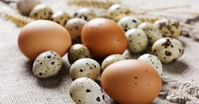 Инкубационные яйца (перепелиные и куриные) купить на Зозу.ру - фотография № 1