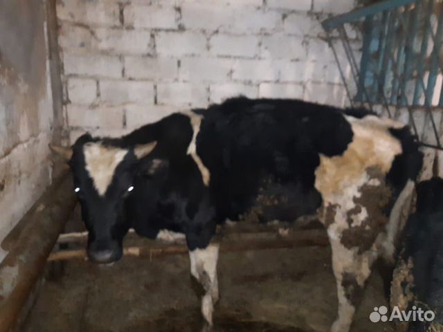 Бык, телята, коровы купить на Зозу.ру - фотография № 8