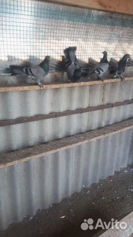 Широкохвостые голуби на продажу купить на Зозу.ру - фотография № 3