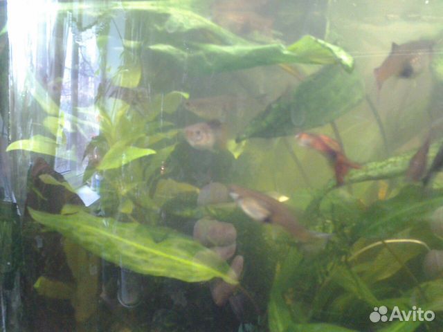 Аквариумные рыбки, гуппи, растения купить на Зозу.ру - фотография № 6