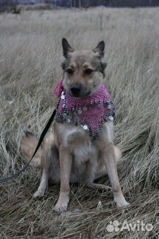 Собака Чили добрым людям купить на Зозу.ру - фотография № 4