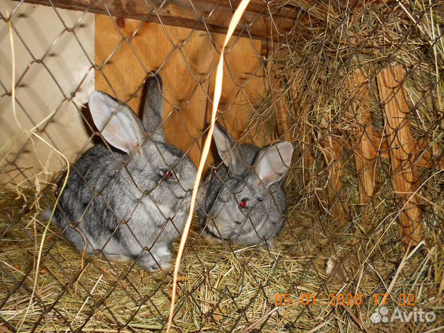 Кролики породы Фландер(великан) купить на Зозу.ру - фотография № 3