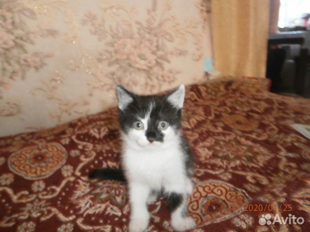 Отдам котенка в хорошие руки купить на Зозу.ру - фотография № 2