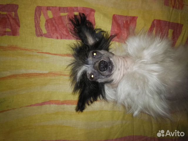 Китайская хохлатая пуховая собака купить на Зозу.ру - фотография № 4
