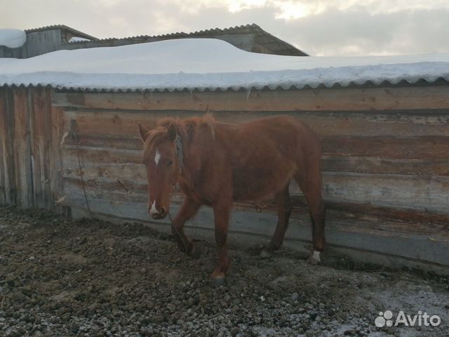 Лошадь, кобыла купить на Зозу.ру - фотография № 1