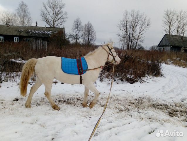 Кобыла купить на Зозу.ру - фотография № 1