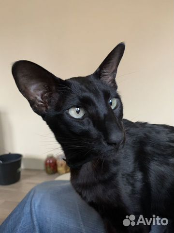 Пропал кот Ориентал черный в районе д Холмы купить на Зозу.ру - фотография № 3