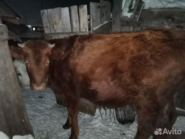 Тёлка, корова купить на Зозу.ру - фотография № 1