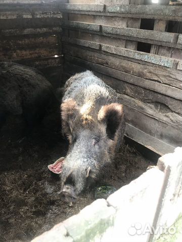 Кабан и свинка купить на Зозу.ру - фотография № 2
