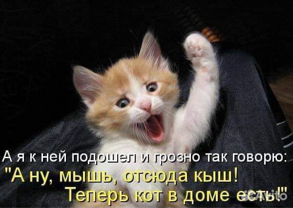 Рыжий котенок купить на Зозу.ру - фотография № 6