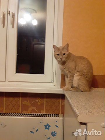 Отдам кота в хорошие руки