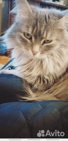 Кошка