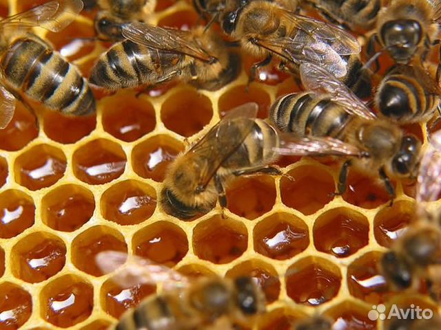 Пчелосемьи, пчелопакеты, рои купить на Зозу.ру - фотография № 1