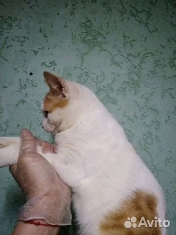 Котик подросток в добрые руки