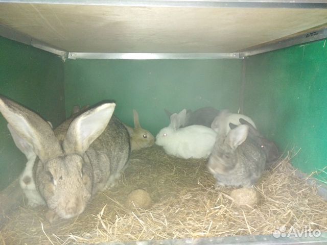 Кролики серый великан-калифорния купить на Зозу.ру - фотография № 4