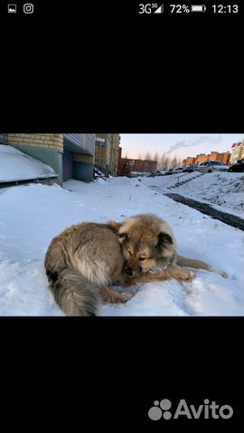 Отдадим собаку в добрые руки купить на Зозу.ру - фотография № 2