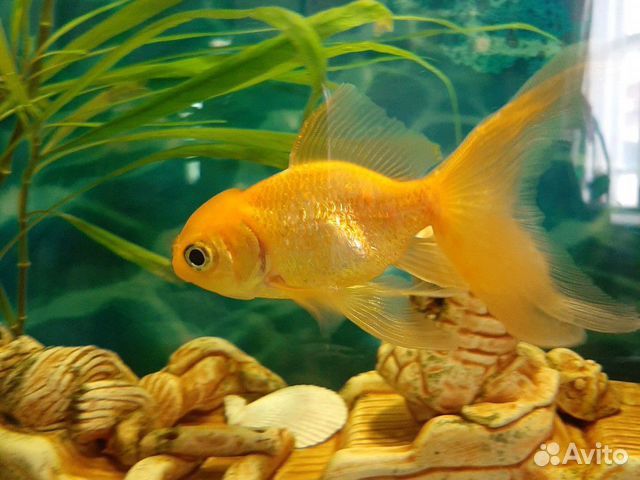 Золотая рыбка купить на Зозу.ру - фотография № 1
