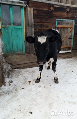 Продам годовалую телку от молочной коровы купить на Зозу.ру - фотография № 2