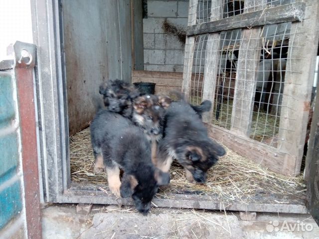 Продаются щенки немецкой овчарки купить на Зозу.ру - фотография № 5