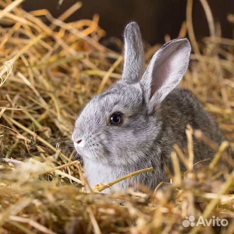 Кролики продаю купить на Зозу.ру - фотография № 1