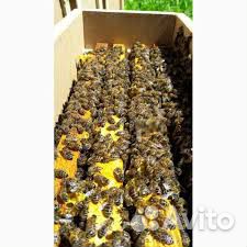 Пчело-пакеты купить на Зозу.ру - фотография № 2