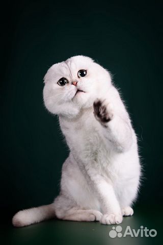 Вязка с шотландским котом купить на Зозу.ру - фотография № 1