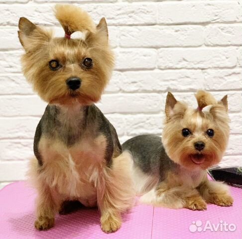 Стрижка собак и кошек