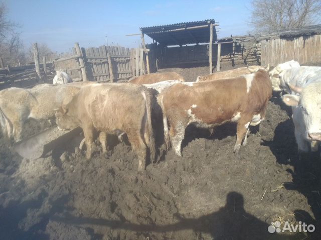 Плем быки все от 300до 500 купить на Зозу.ру - фотография № 2