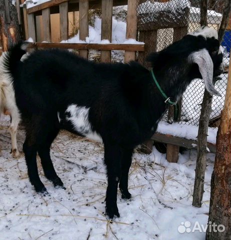 Англо-нубийский козёл на покрытие купить на Зозу.ру - фотография № 3