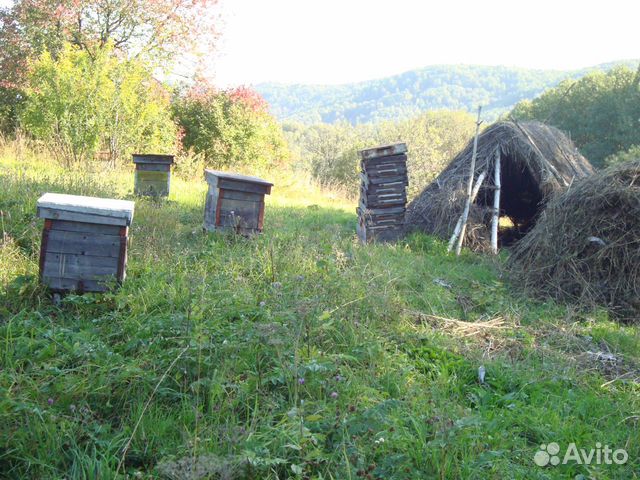 Пчеломатки карпатки купить на Зозу.ру - фотография № 1