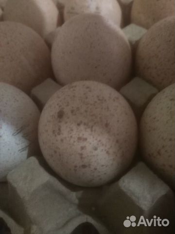 Инкубационное яйцо Индейки и Гуся купить на Зозу.ру - фотография № 2