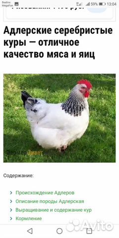 Цыплята купить на Зозу.ру - фотография № 1