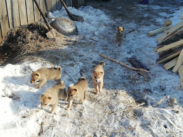 Продам западно сибирских щенят купить на Зозу.ру - фотография № 1