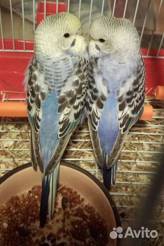 Попугай попугайчики волнистый самец 2шт красавчик купить на Зозу.ру - фотография № 2