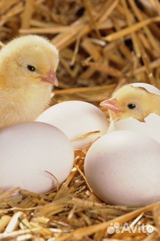 Цыплята, утята, гусята, яйцо купить на Зозу.ру - фотография № 1