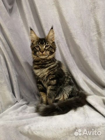 Котик мейн кун