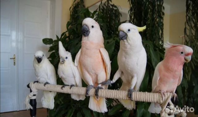Средние и крупные попугаи купить на Зозу.ру - фотография № 4
