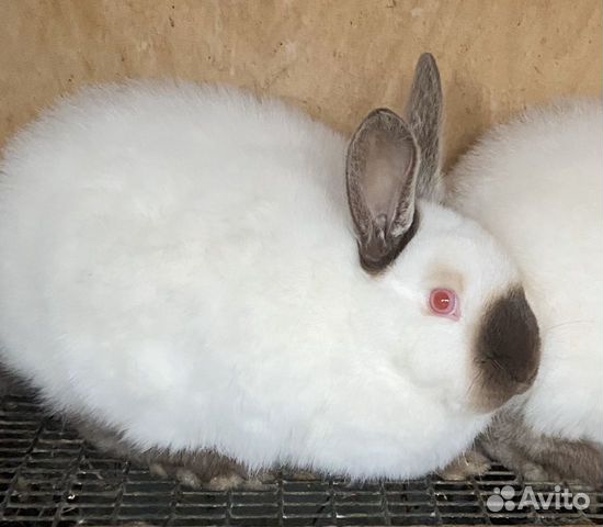 Кролики серебристые, калифорнийские еврики купить на Зозу.ру - фотография № 3