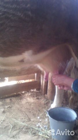 Корова с телёнком купить на Зозу.ру - фотография № 2