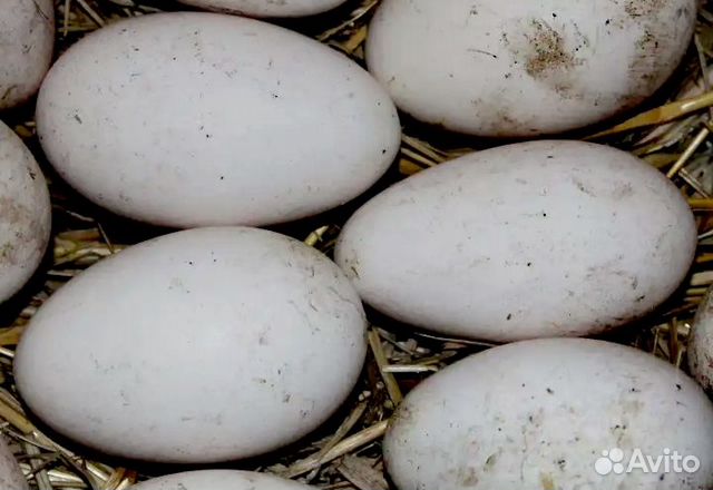 Инкубационнные яйца гуей купить на Зозу.ру - фотография № 1