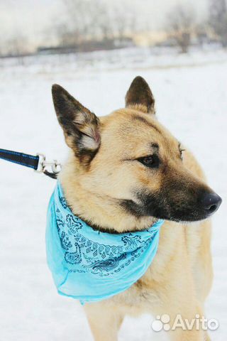 Спокойный добрый пес Шерлок в дар купить на Зозу.ру - фотография № 2
