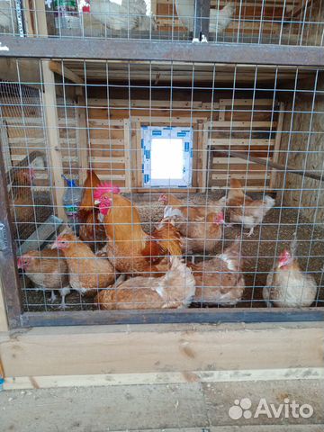 Продам инкубационное яйцо и цыплят купить на Зозу.ру - фотография № 2
