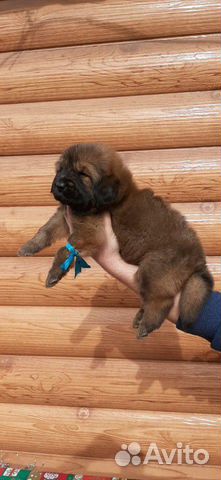 Собака щенки тибетского мастифа купить на Зозу.ру - фотография № 4