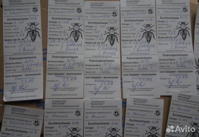 Качественные пчелопакеты купить на Зозу.ру - фотография № 4