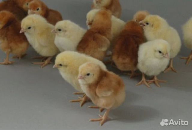 Цыплята самого продуктивного яичного кросса купить на Зозу.ру - фотография № 1