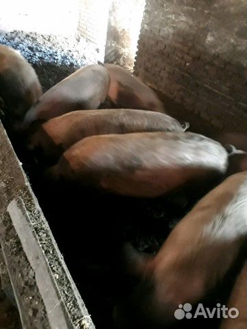 Мясо свойское свинины, поросята на развод купить на Зозу.ру - фотография № 6