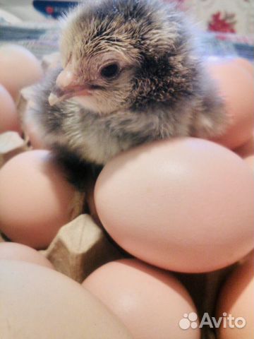 Инкубационное яйцо и цыплята кур породы Брама купить на Зозу.ру - фотография № 1